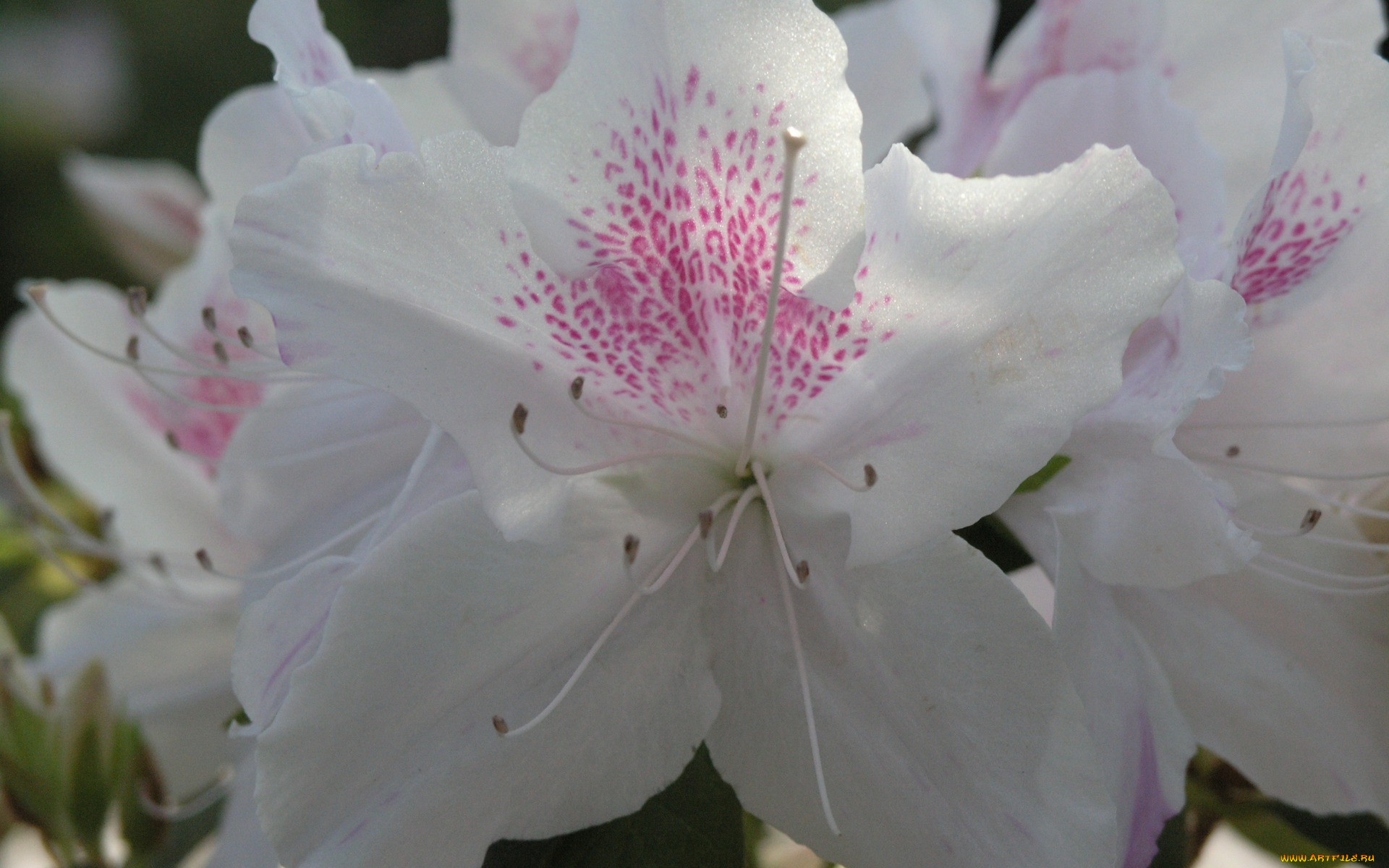 ,  , , white, azalea